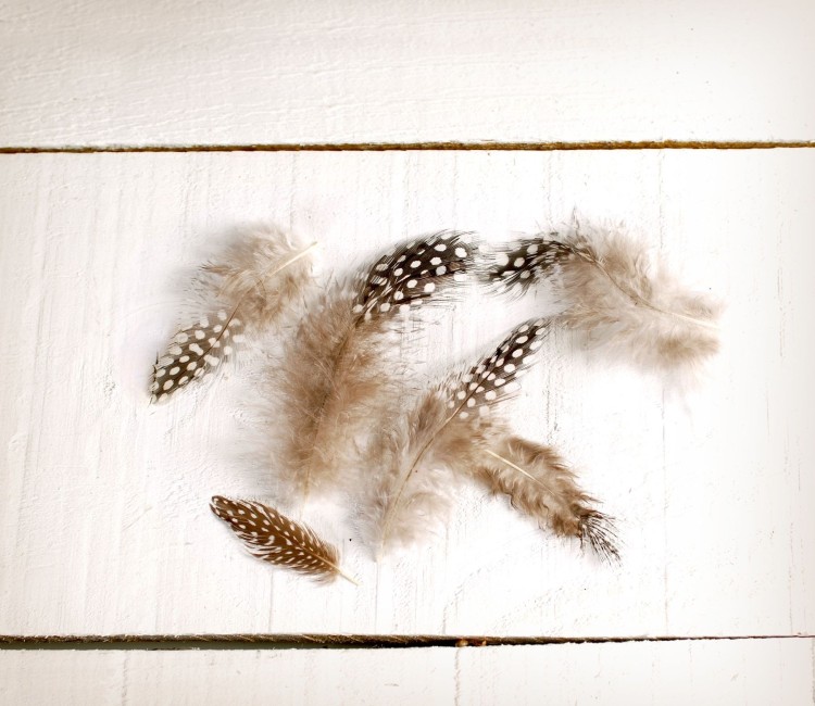 Plumes Naturelles pour Décorer