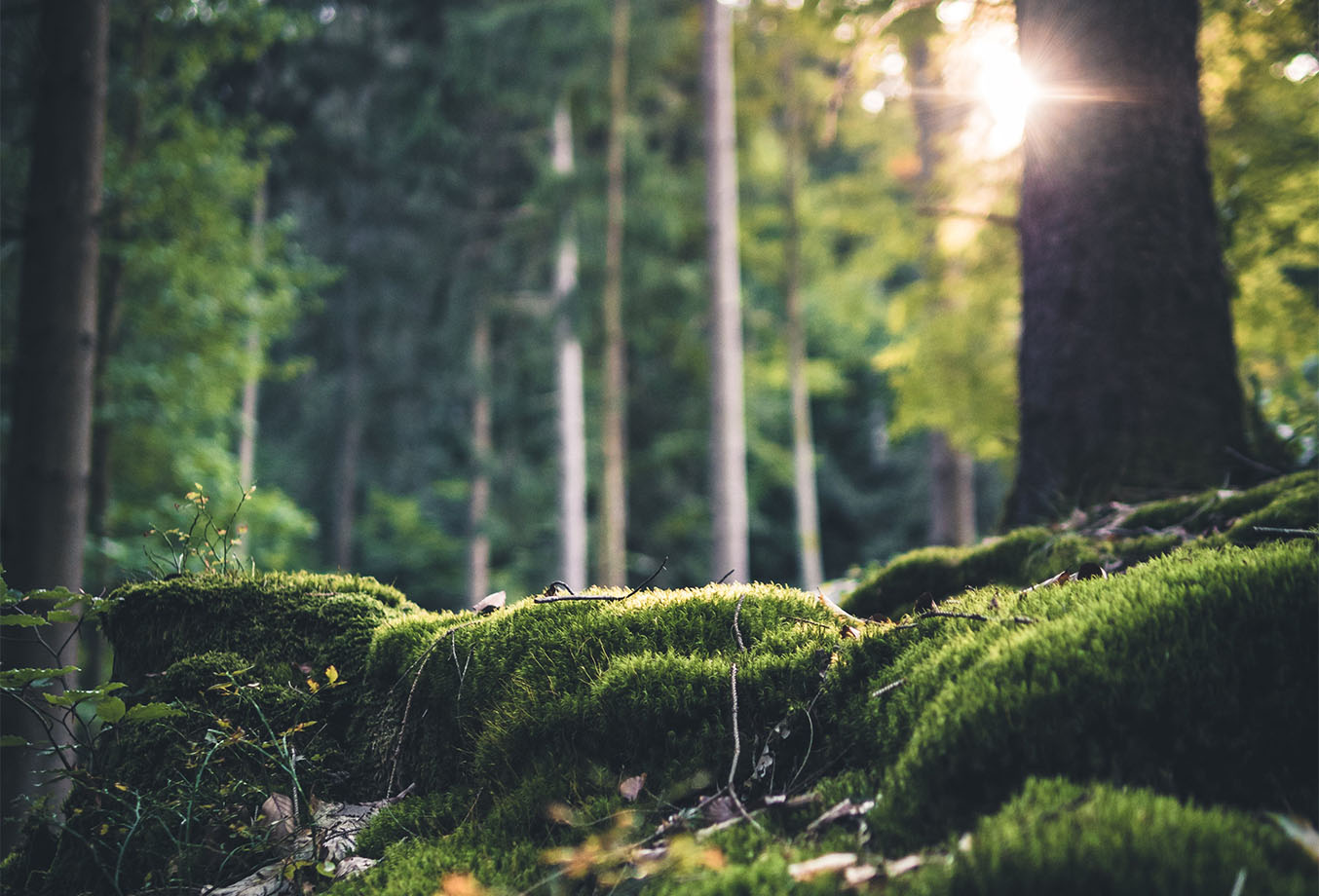 Green forest